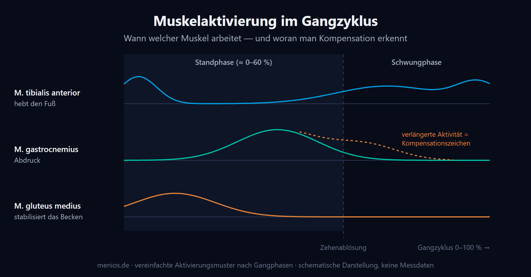 Schematische Muskelaktivierung im Gangzyklus: Tibialis anterior, Gastrocnemius und Gluteus medius je Gangphase, mit Hinweis auf Kompensationsmuster
